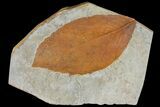 Unidentified Fossil Leaf - Montana #120820-1